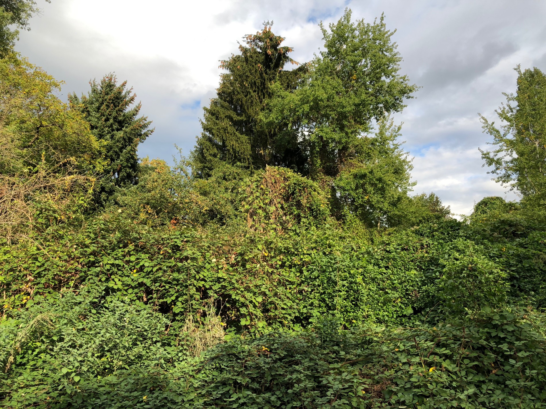 Der nördliche Stadtgarten: Weit mehr als ein „verwildertes, ehemaliges Gartengelände…